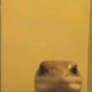 Meet your Posher, Jesse